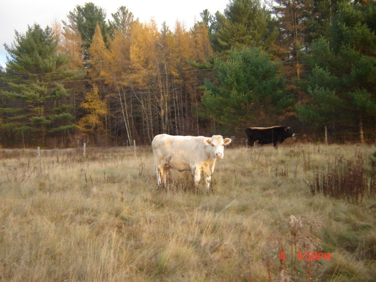 Alpha The White Beefalo b. 1995.jpg